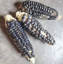 Semillas Agroecológicas de: Maíz Jerry Blue