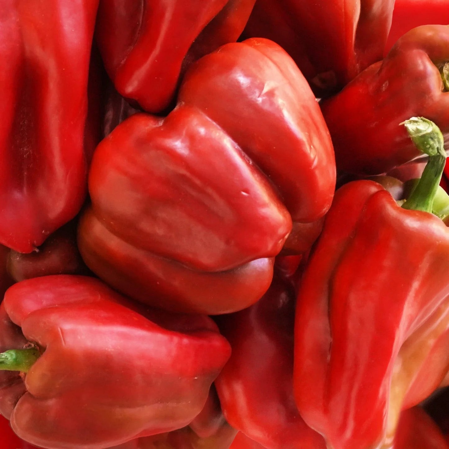 Semillas Agroecológicas de: Pimiento Rojo