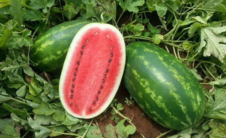 Semillas Agroecológicas de: Sandía Jubilee