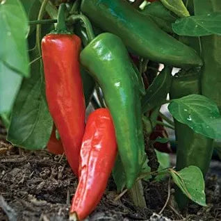 Semillas Agroecológicas de: Ají Anaheim Rojo