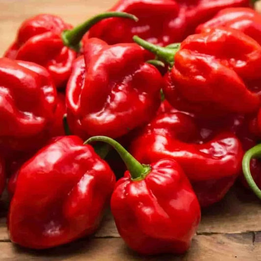 Semillas Agroecológicas de: Ají Habanero