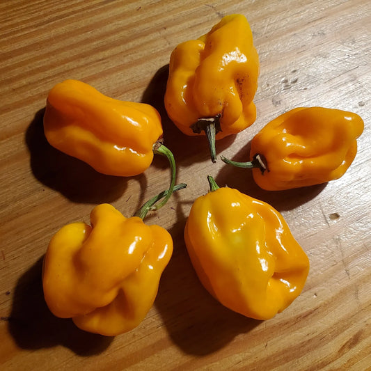 Semillas Agroecológicas de: Ají Habanero Gold