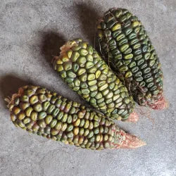 Semillas Agroecológicas de: Maíz White Striped