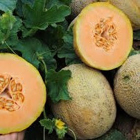 Semillas Agroecológicas de: Melón Jakes