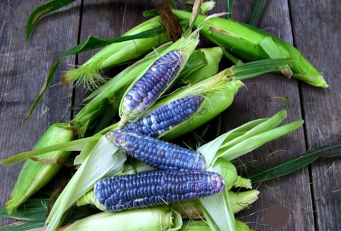 Semillas Agroecológicas de: Maíz Baby Blue