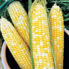 Semillas Agroecológicas de: Maíz Dulce Honey