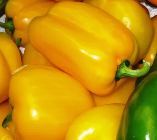 Semillas Agroecológicas de: Pimiento Golden California