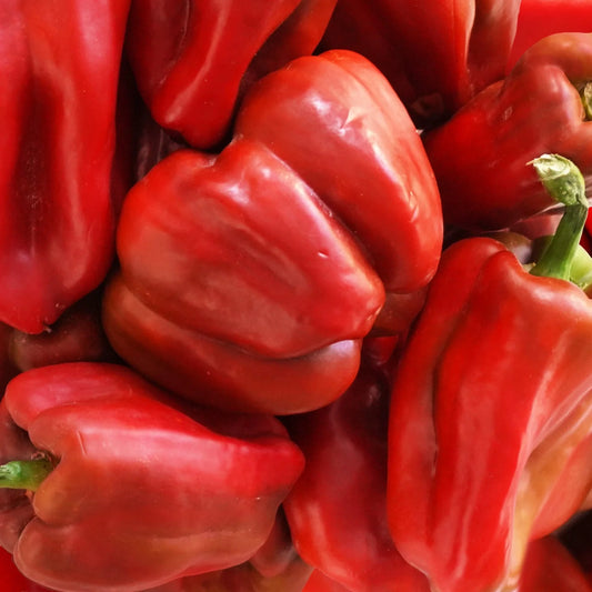 Semillas Agroecológicas de: Pimiento Rojo