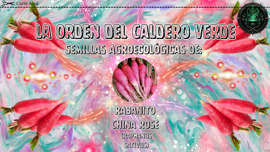 Semillas Agroecológicas de: Rabanito China Rose