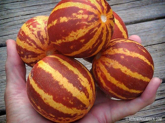 Semillas Agroecológicas de: Melón Sweetness