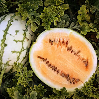 Semillas Agroecológicas de: Sandía ClayCounty Orange