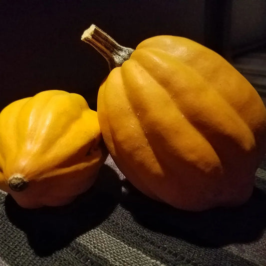 Semillas Agroecológicas de: Zapallo Table King