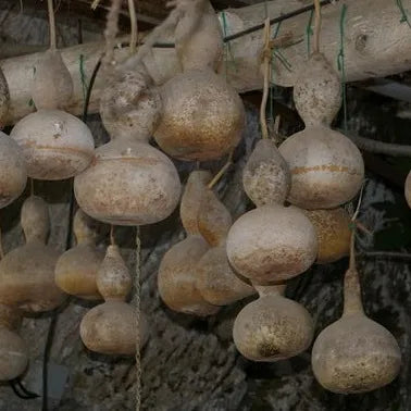 Semillas Agroecológicas de: Zapallo Vasija / Porongo Gigante