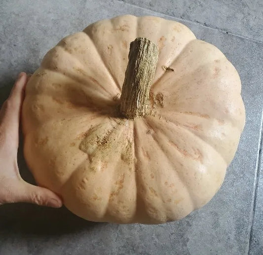 Semillas Agroecológicas de: Zapallo Sweet Dakar