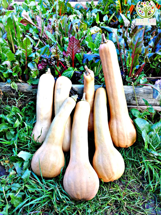 Semillas Agroecológicas de: Zapallo Tahitian